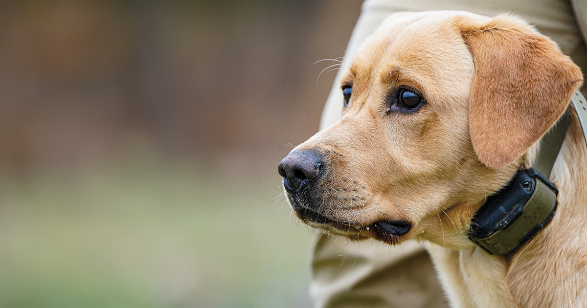 Labrador retriever. Photo by Nathan Ratchford DU.jpg